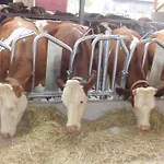 Ferienbauernhof Storchenhaeusle Çiftlik konaklama